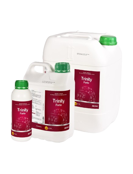 Trinity Forte